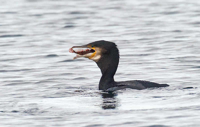 Storskarv- Great cormorant  (Phalacrocorax carbo).jpg